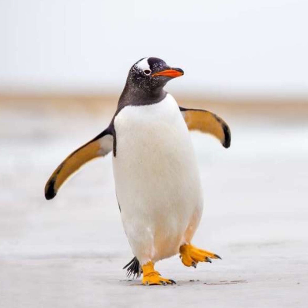 mcpenguen OnlyFans profile photo